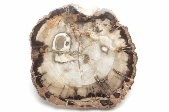 Polished, Petrified Wood (Metasequoia) Round - Oregon #218349